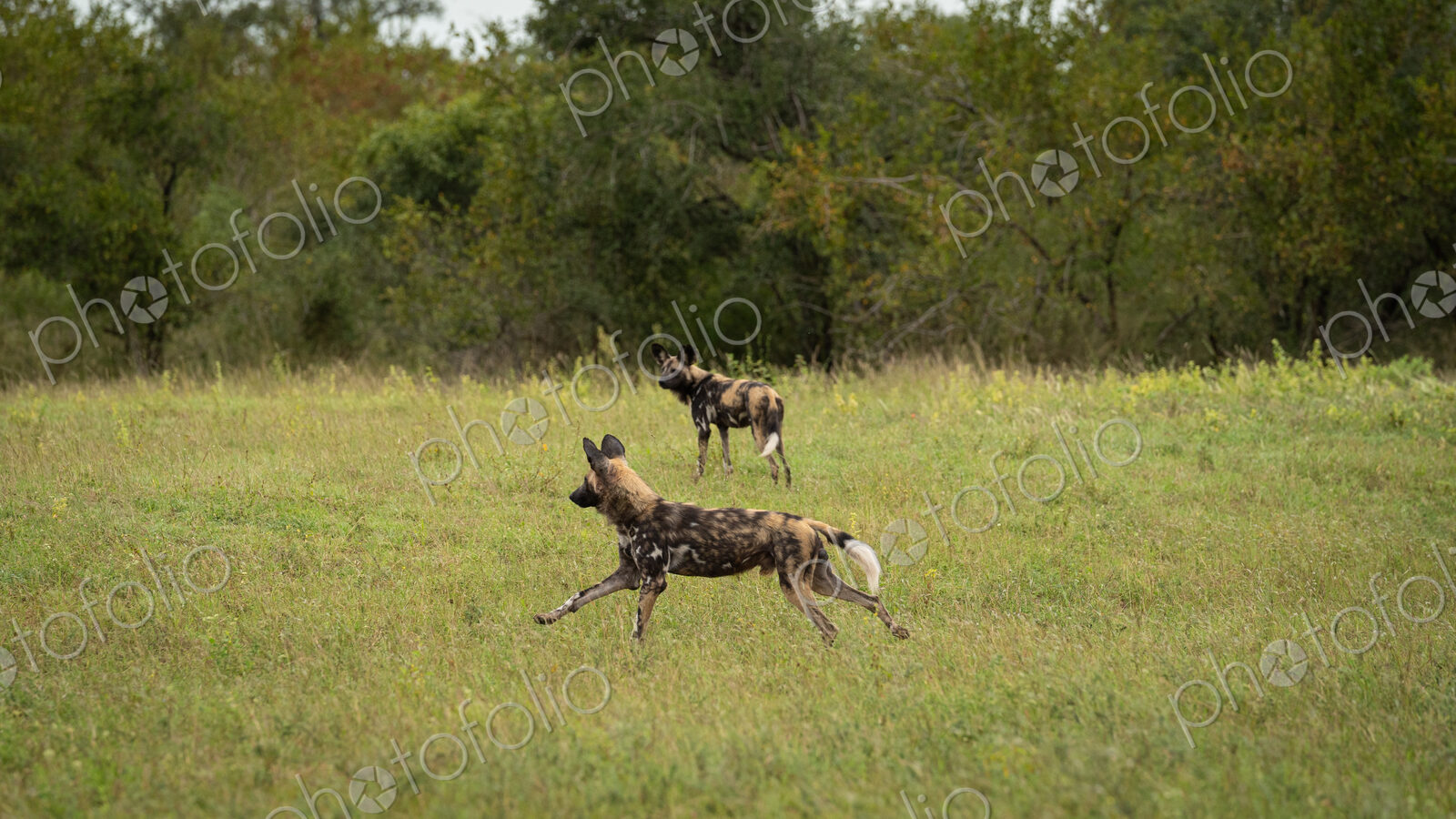 Wild Dogs, Lycaon pictus, running.