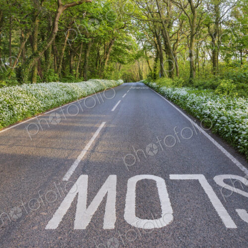 Wild Garlic along the B4319