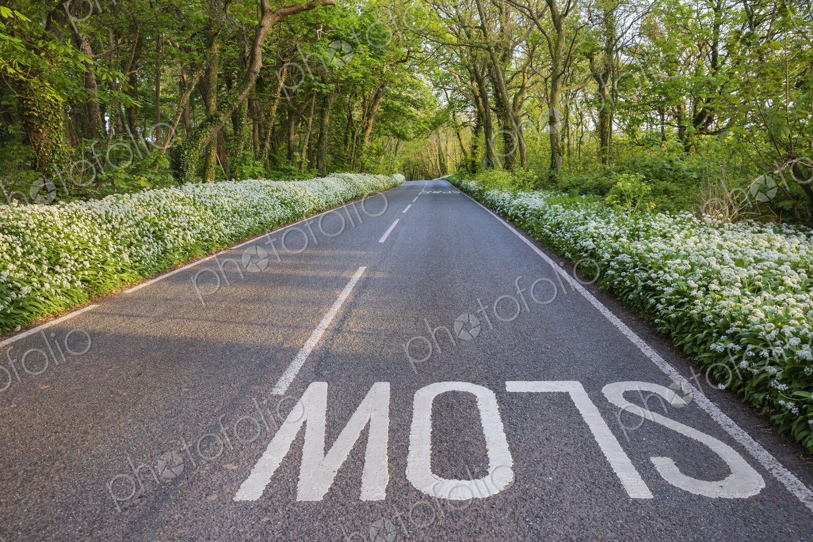 Wild Garlic along the B4319