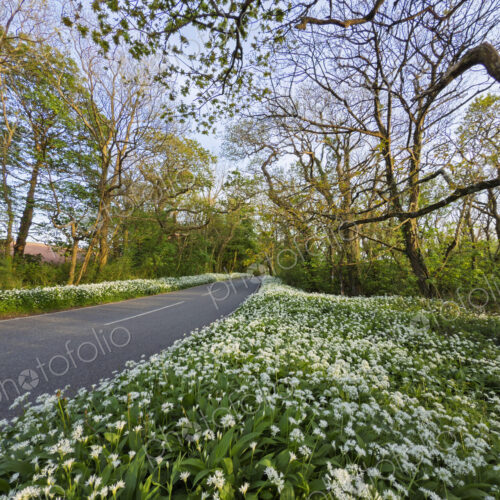 Wild Garlic along the B4319