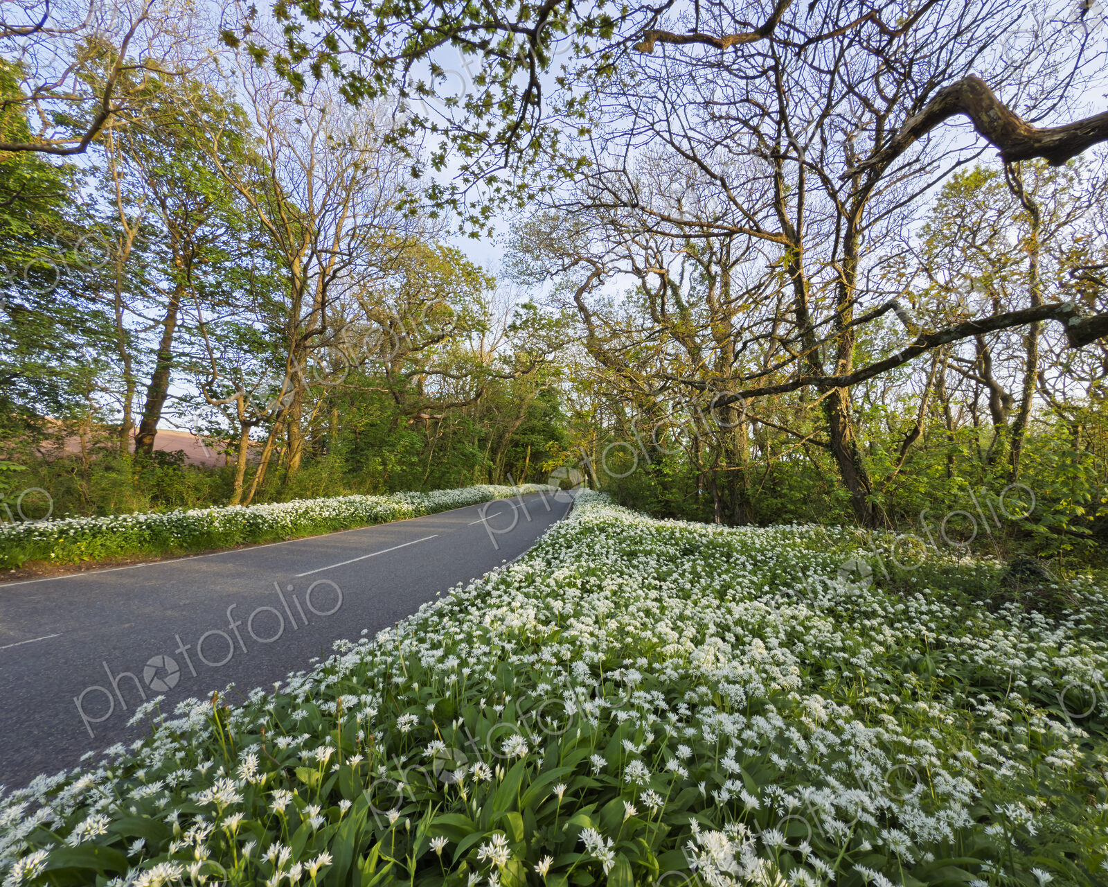Wild Garlic along the B4319