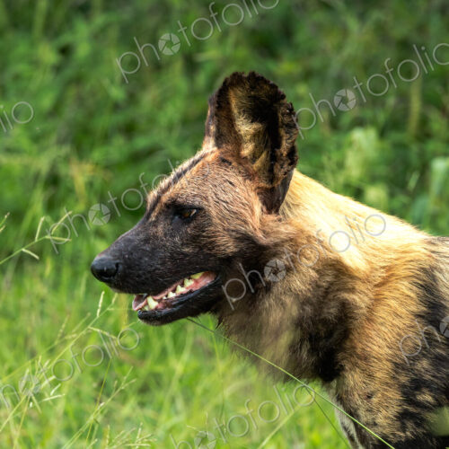 Wild dog, Lycaon pictus, close-up.