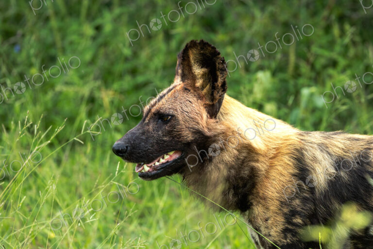 Wild dog, Lycaon pictus, close-up.