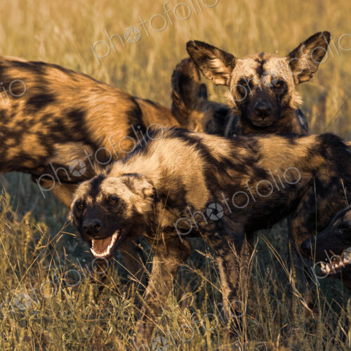 Wild dog, Lycaon pictus, wild dogs greeting each other. Wild dog, Lycaon pictus, wild dogs greeting each other.