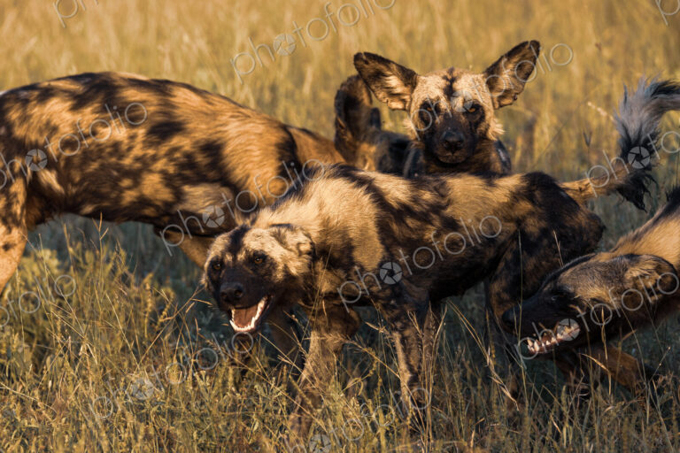 Wild dog, Lycaon pictus, wild dogs greeting each other.