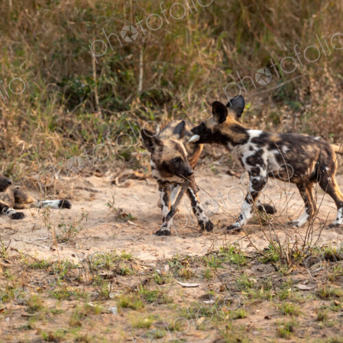 Wild dog puppies, Lycaon pictus, run and play together. Wild dog puppies, Lycaon pictus, run and play together.