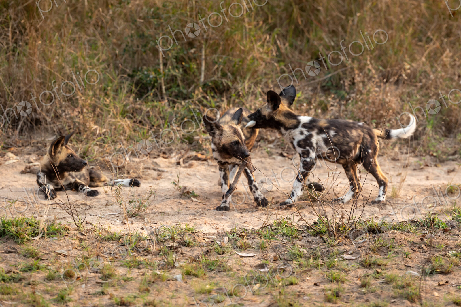 Wild dog puppies, Lycaon pictus, run and play together.