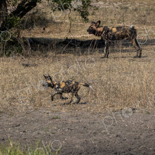 Wild dog puppies, Lycaon pictus, run together. Wild dog puppies, Lycaon pictus, run together.