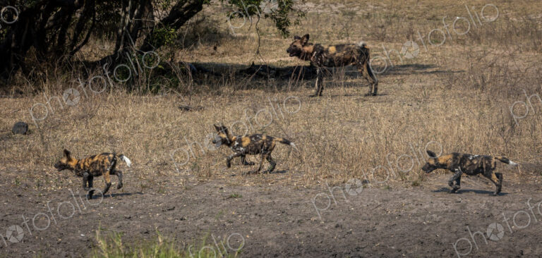 Wild dog puppies, Lycaon pictus, run together.