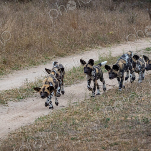 Wild dog puppies, Lycaon pictus, run together. Wild dog puppies, Lycaon pictus, run together.