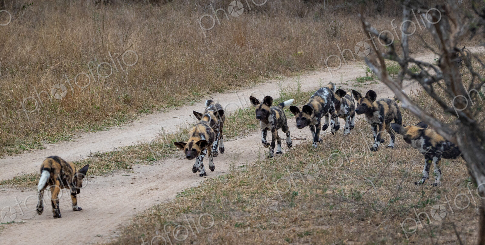 Wild dog puppies, Lycaon pictus, run together.