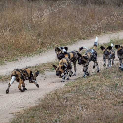 Wild dog puppies, Lycaon pictus, run together. Wild dog puppies, Lycaon pictus, run together.