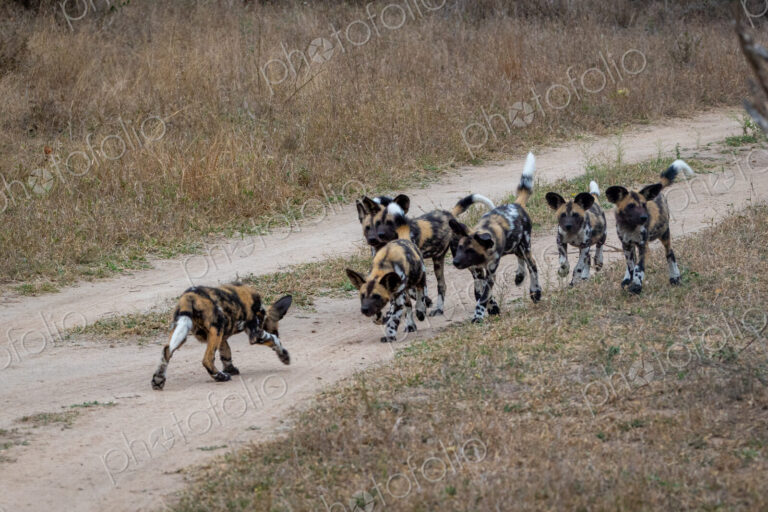 Wild dog puppies, Lycaon pictus, run together.
