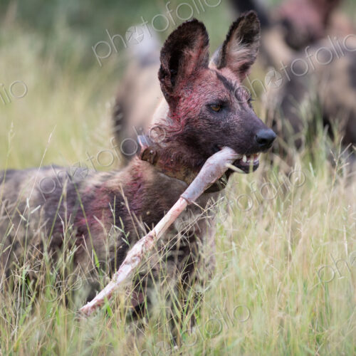 Wild dog with Impala leg kill, Lycaon pictus. Wild dog with Impala leg kill, Lycaon pictus.