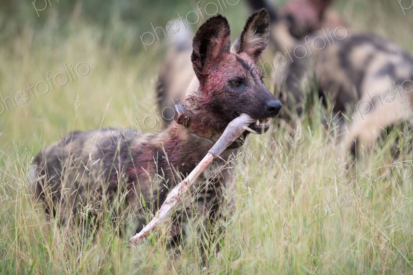 Wild dog with Impala leg kill, Lycaon pictus.