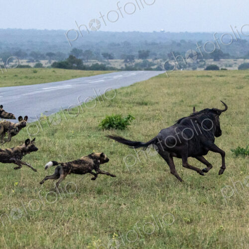 Wild dogs, Lycaon pictus, chasing a wildebeest. Wild dogs, Lycaon pictus, chasing a wildebeest.