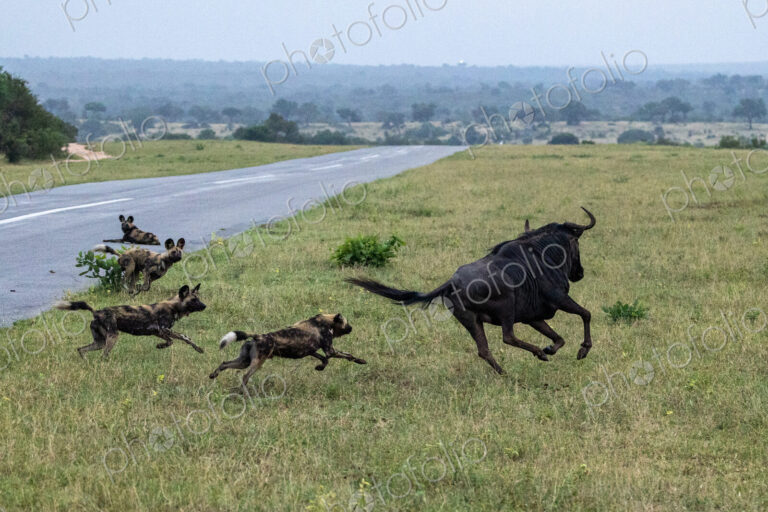 Wild dogs, Lycaon pictus, chasing a wildebeest.