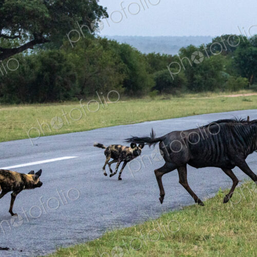 Wild dogs, Lycaon pictus, chasing a wildebeest. Wild dogs, Lycaon pictus, chasing a wildebeest.