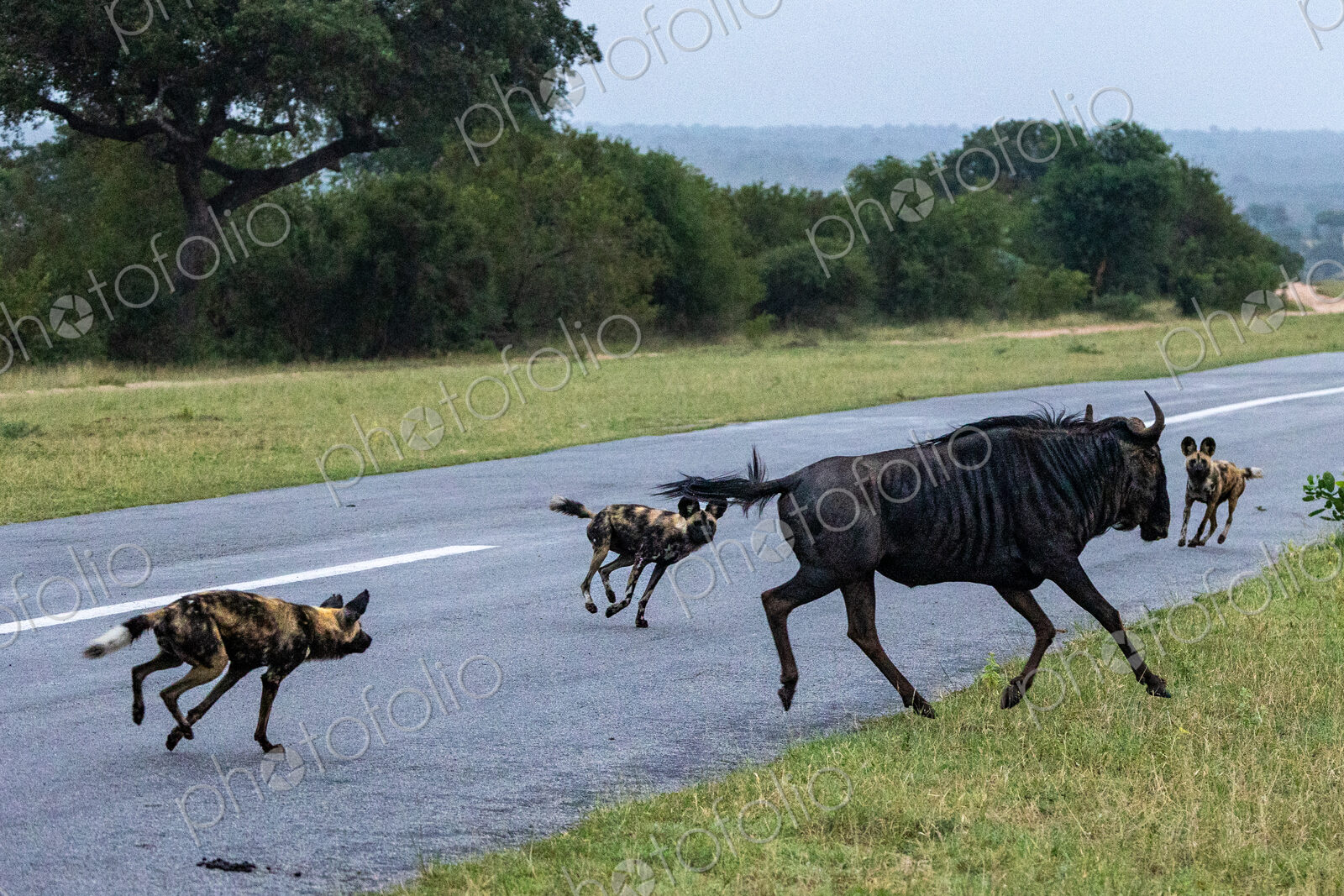 Wild dogs, Lycaon pictus, chasing a wildebeest.