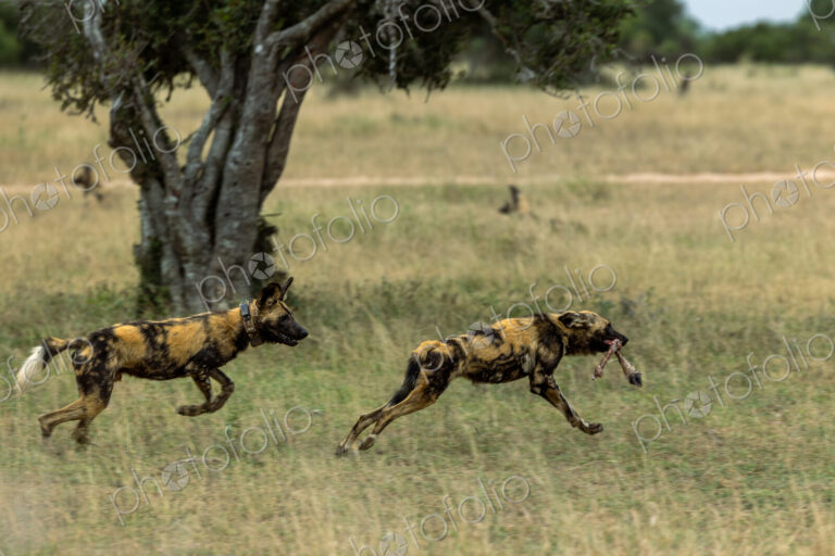 Wild dogs, Lycaon pictus, eating a kill and chasing each other.
