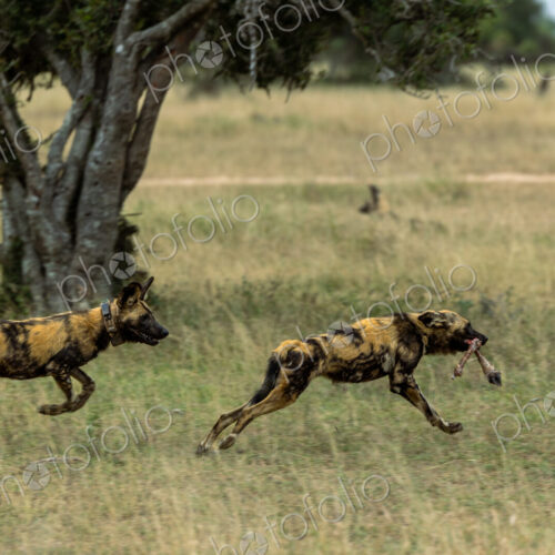 Wild dogs, Lycaon pictus, eating a kill and chasing each other. Wild dogs, Lycaon pictus, eating a kill and chasing each other.