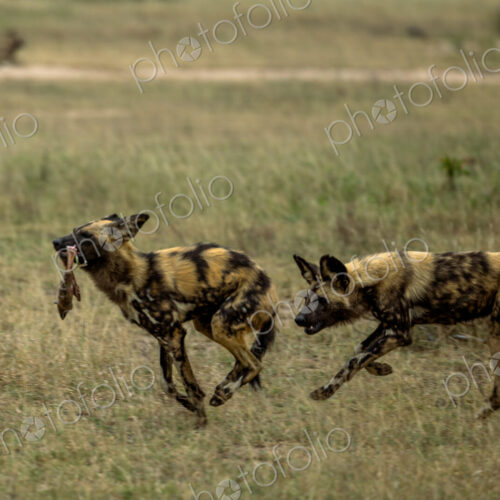 Wild dogs, Lycaon pictus, eating a kill and chasing each other. Wild dogs, Lycaon pictus, eating a kill and chasing each other.