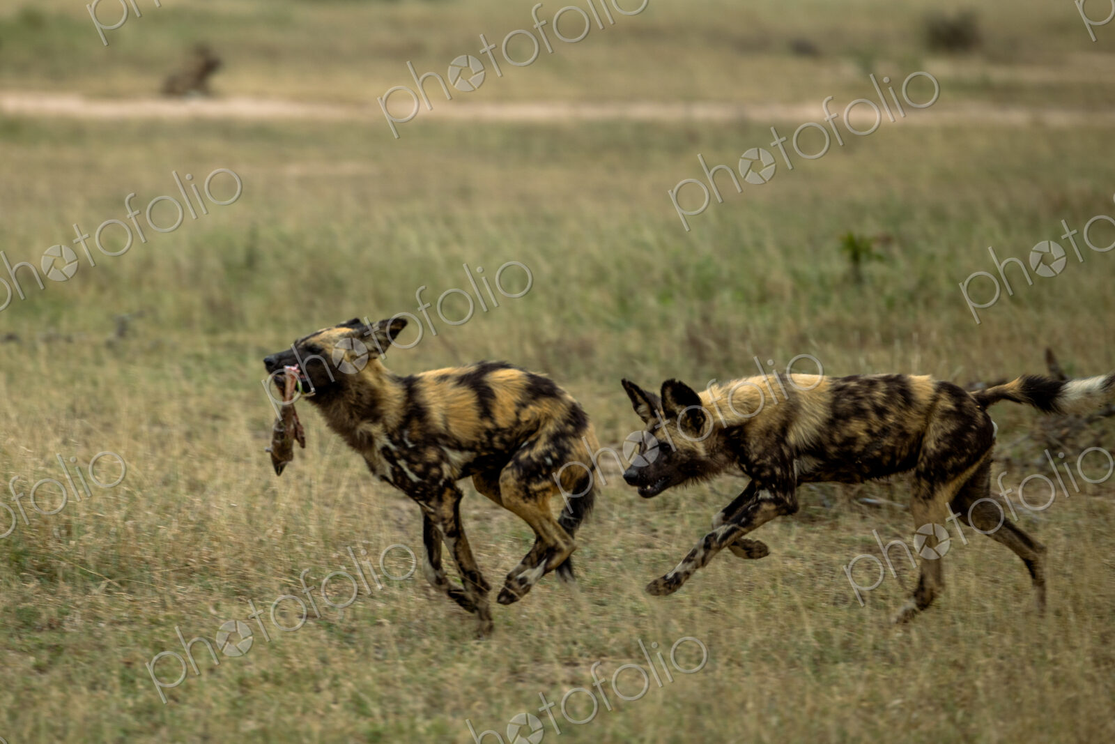 Wild dogs, Lycaon pictus, feeding and running.