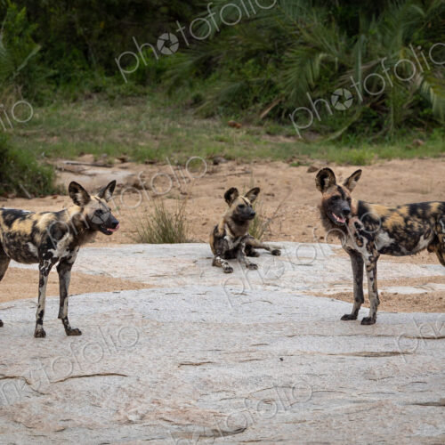 Wild dogs, Lycaon pictus, on a boulder in a river bed. Wild dogs, Lycaon pictus, on a boulder in a river bed.