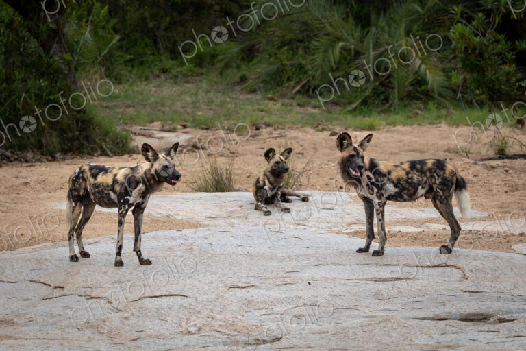 Wild dogs, Lycaon pictus, on a boulder in a river bed.