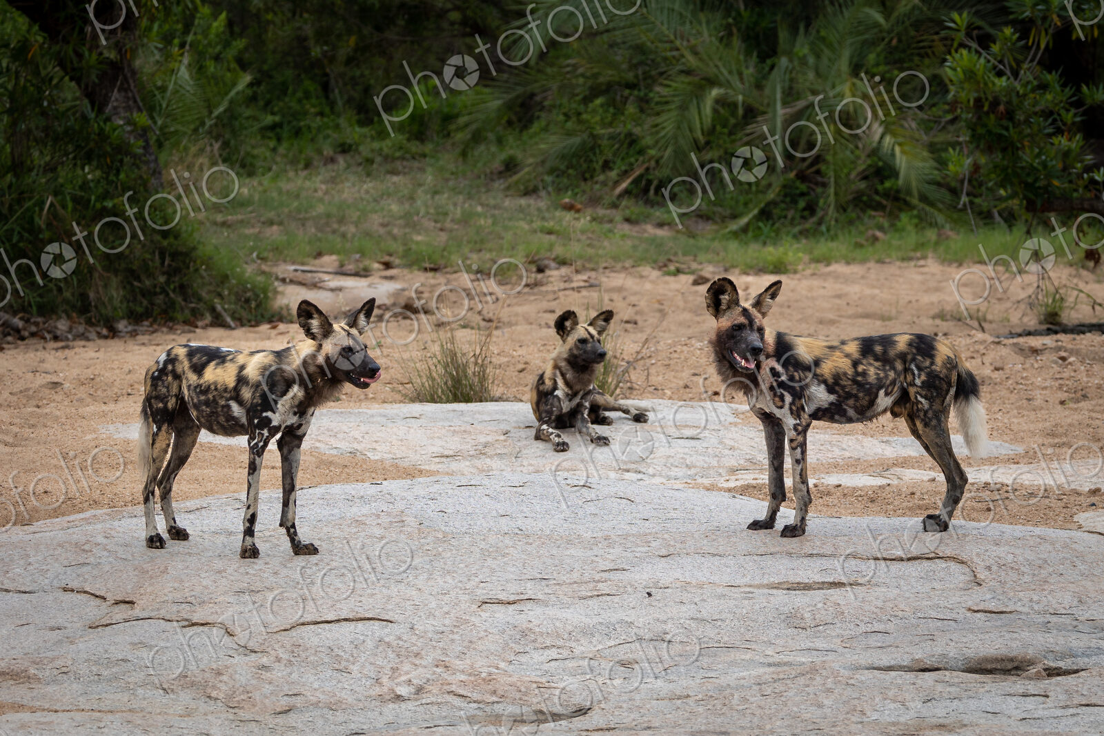 Wild dogs, Lycaon pictus, on a boulder in a river bed.