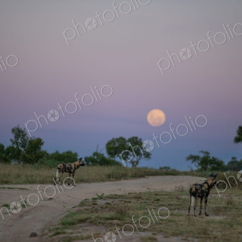 Wild dogs, Lycaon pictus, standing in open areas, during the moon rise.