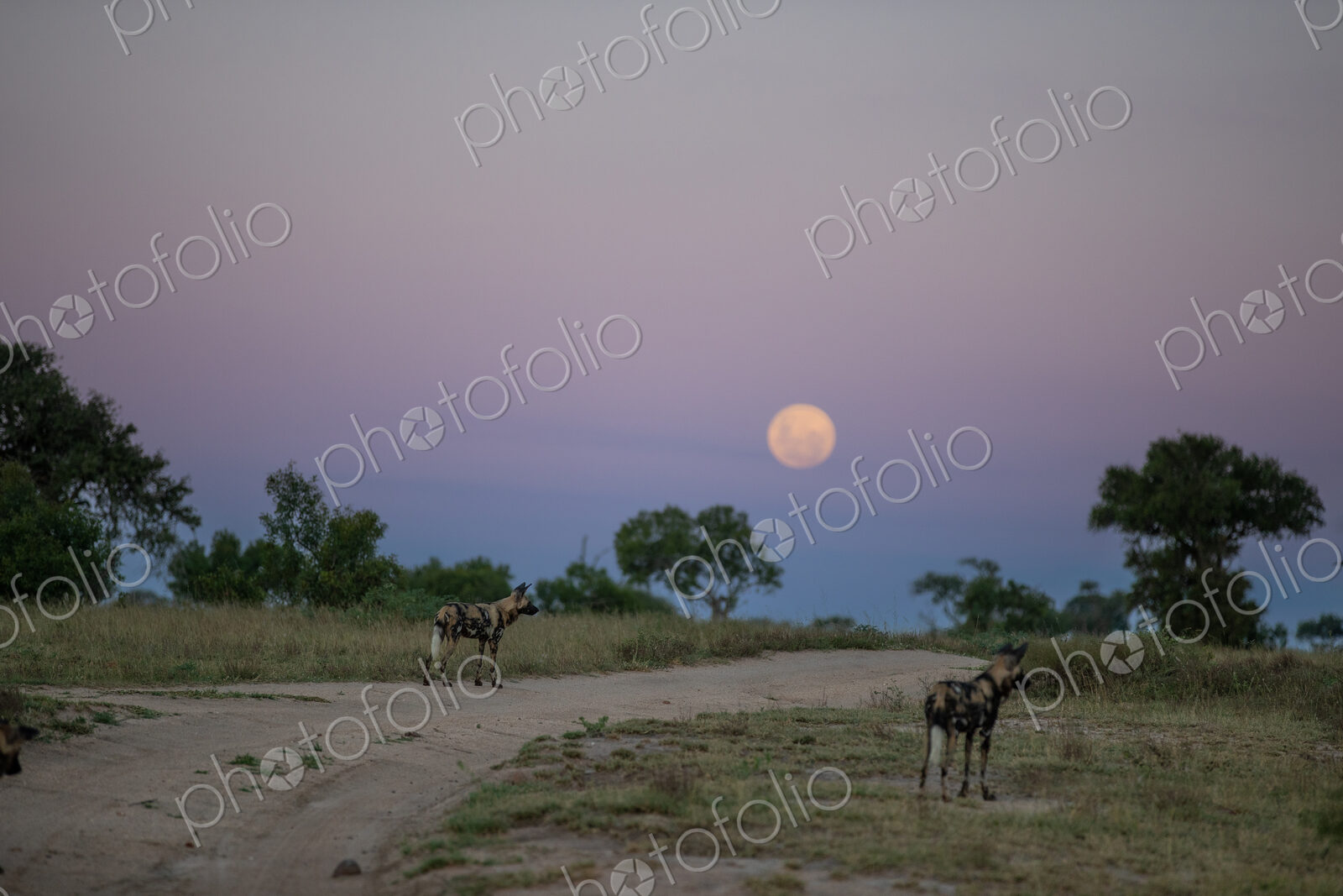 Wild dogs, Lycaon pictus, standing in open areas, during the moon rise.