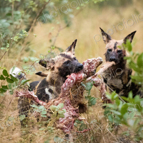 Wild dogs feeding, Lycaon pictus. Wild dogs feeding, Lycaon pictus.