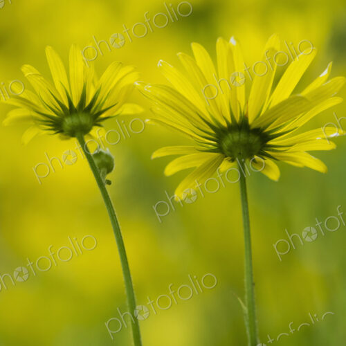Wild flowers with yellow petals, close up. Wild flowers with yellow petals, close up.
