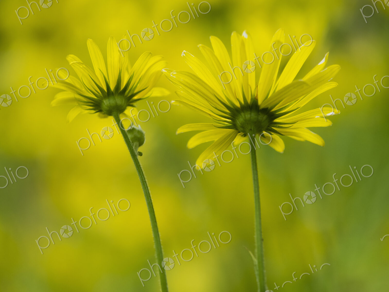 Wild flowers with yellow petals, close up.