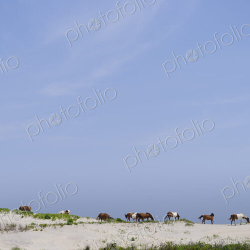 Wild horses on sand dunes at Assateague Island.