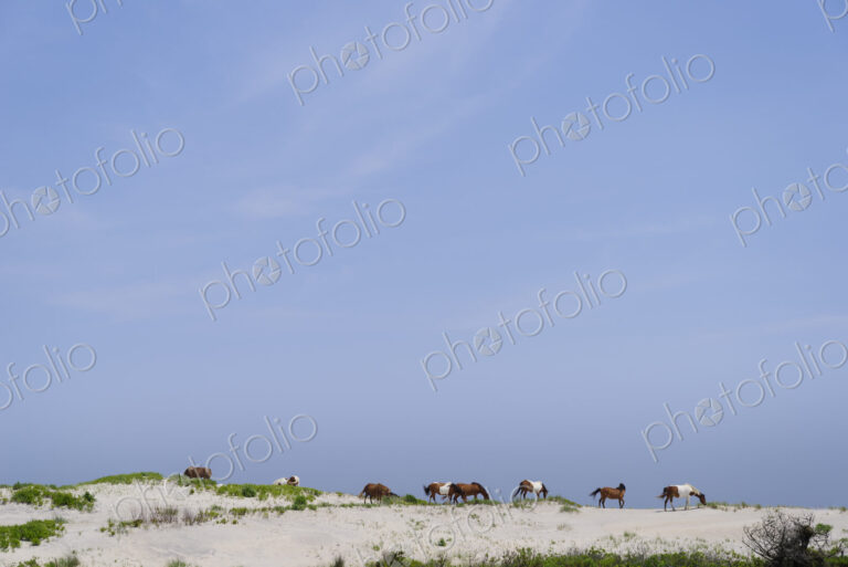Wild horses on sand dunes at Assateague Island.