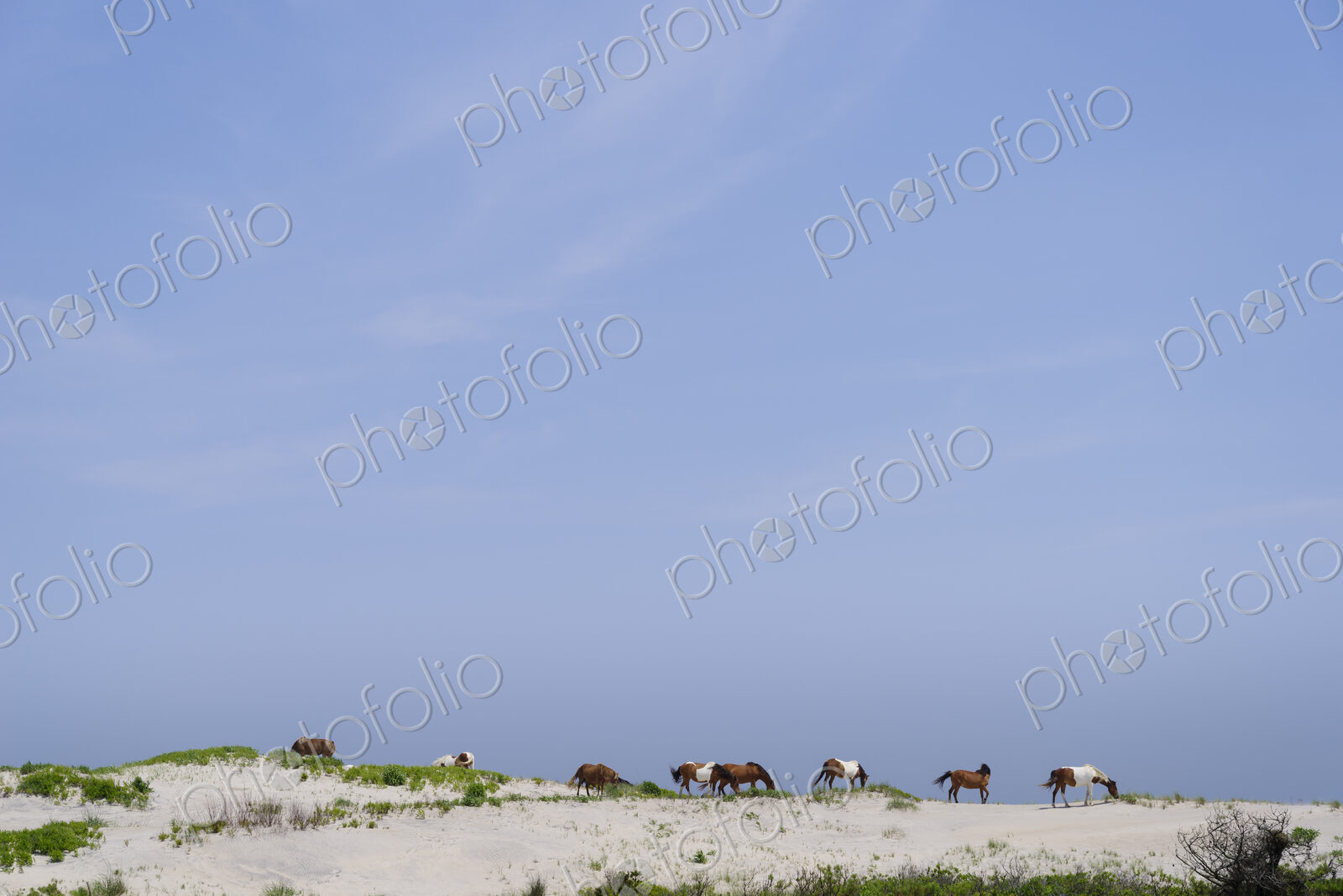 Wild horses on sand dunes at Assateague Island.