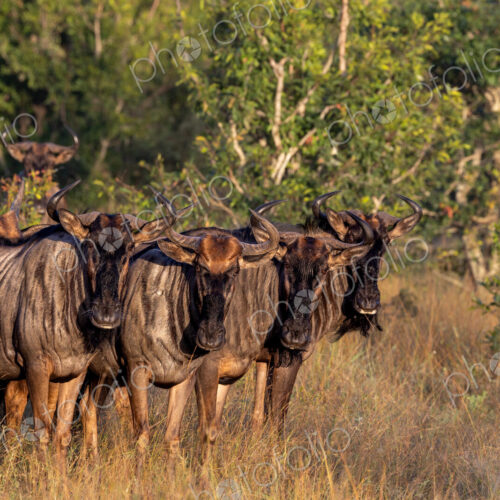 Wildebeest, Connochaetes Taurinus, small herd of wildebeest standing in grass.