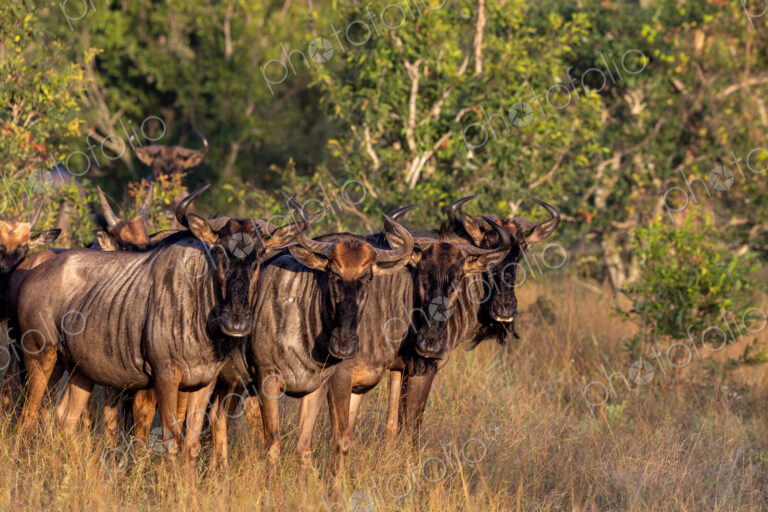 Wildebeest, Connochaetes Taurinus, small herd of wildebeest standing in grass.