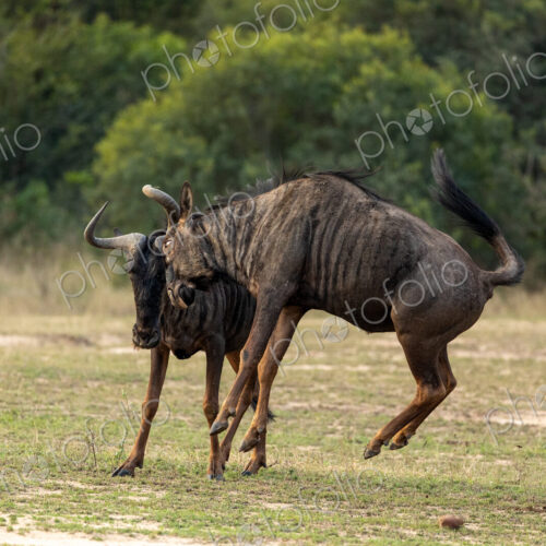 Wildebeest, Connochaetes Taurinus, two wildebeest fighting.