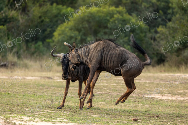 Wildebeest, Connochaetes Taurinus, two wildebeest fighting.