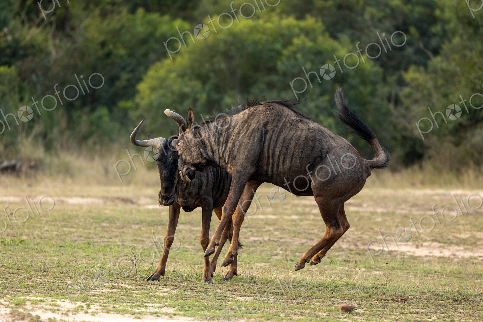 Wildebeest, Connochaetes Taurinus, two wildebeest fighting.