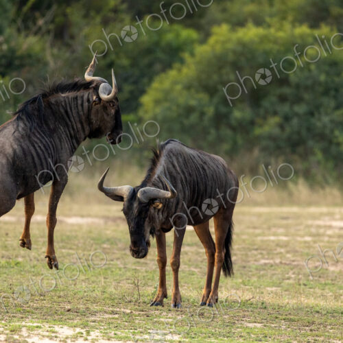 Wildebeest, Connochaetes Taurinus, two wildebeest fighting. Wildebeest, Connochaetes Taurinus, two wildebeest fighting.