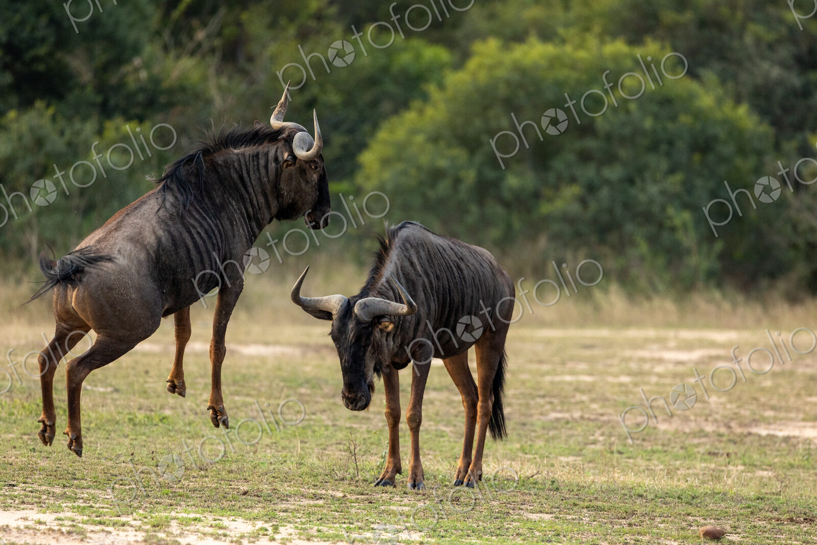 Wildebeest, Connochaetes Taurinus, two wildebeest fighting.