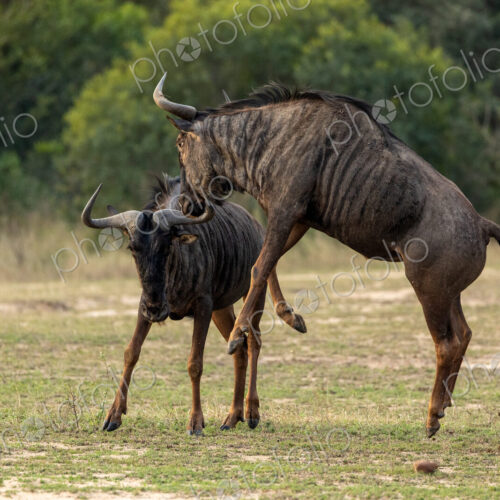 Wildebeest, Connochaetes Taurinus, two wildebeest fighting.