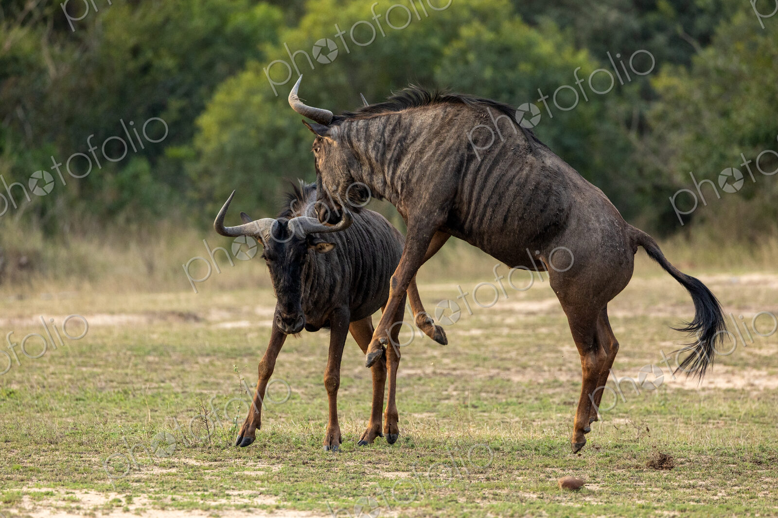 Wildebeest, Connochaetes Taurinus, two wildebeest fighting.