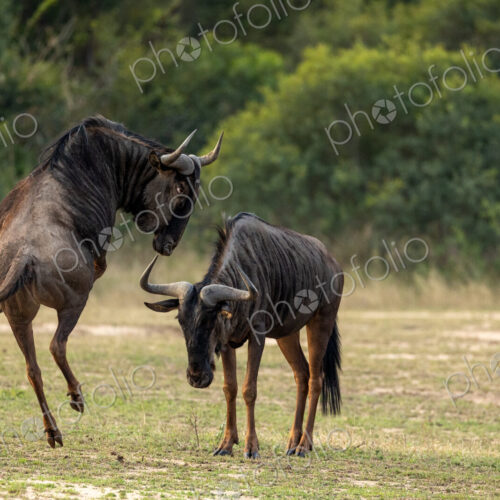 Wildebeest, Connochaetes taurinus, Pair. Two wildebeest in a confrontation, with one… Wildebeest, Connochaetes taurinus, Pair. Two wildebeest in a confrontation, with one…