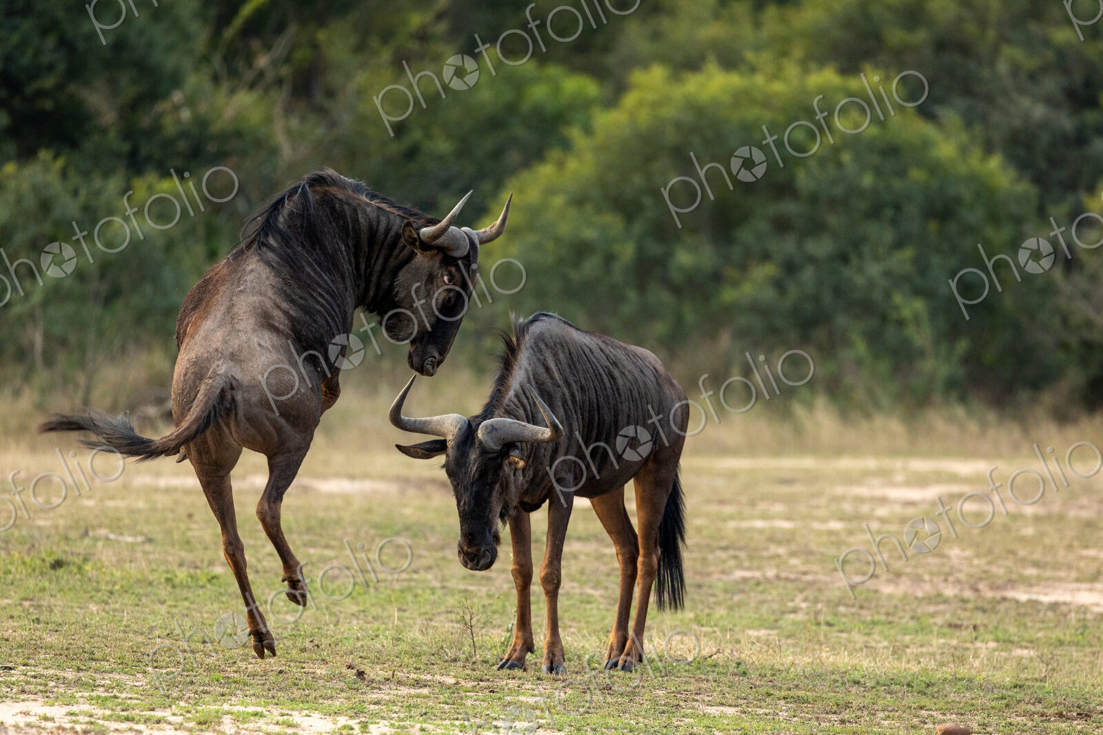 Wildebeest, Connochaetes taurinus, Pair. Two wildebeest in a confrontation, with one…