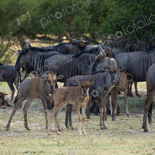 Wildebeest calves, Connochaetes gnou, standing amongst their herd.